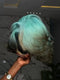 Dorsanee Ombre Pastel Green Black 8 10 12 inch Short Bob 13x4 Lace Front Human Hair Wig