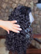 Dorsanee Water Wave Short Bob Elegant 13x4 Lace Frontal Human Hair Wigs